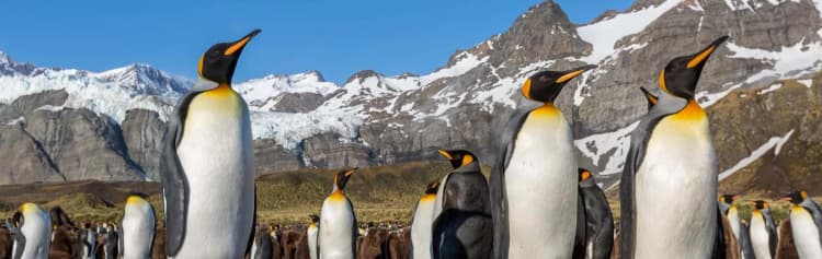 Falklands, South Georgia and Antarctica - Douglas Mawson
