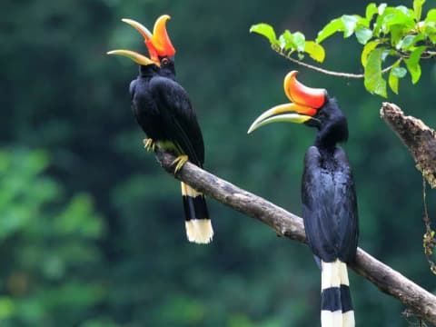 Hornbill